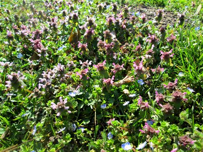 Purpurrote Taubnessel (Lamium purpureum) im Gartenschaupark in Hockenheim - die Wiese im südlichen Teil des Parks ist gegenwärtig übersät mit tausenden Wildblumen