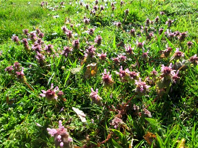 Purpurrote Taubnessel (Lamium purpureum) im Gartenschaupark in Hockenheim - die Wiese im südlichen Teil des Parks ist gegenwärtig übersät mit tausenden Wildblumen