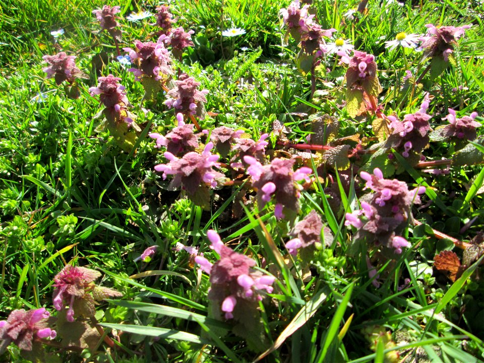 Purpurrote Taubnessel (Lamium purpureum) im Gartenschaupark in Hockenheim - die Wiese im südlichen Teil des Parks ist gegenwärtig übersät mit tausenden Wildblumen