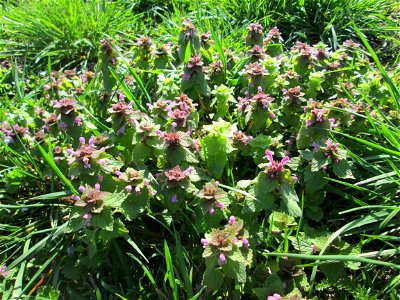 Purpurrote Taubnessel (Lamium purpureum) am Feldrand bei Oftersheim - diese Taubnessel blüht praktisch das ganze Jahr, aber im Frühling tritt sie besonders massiv auf
