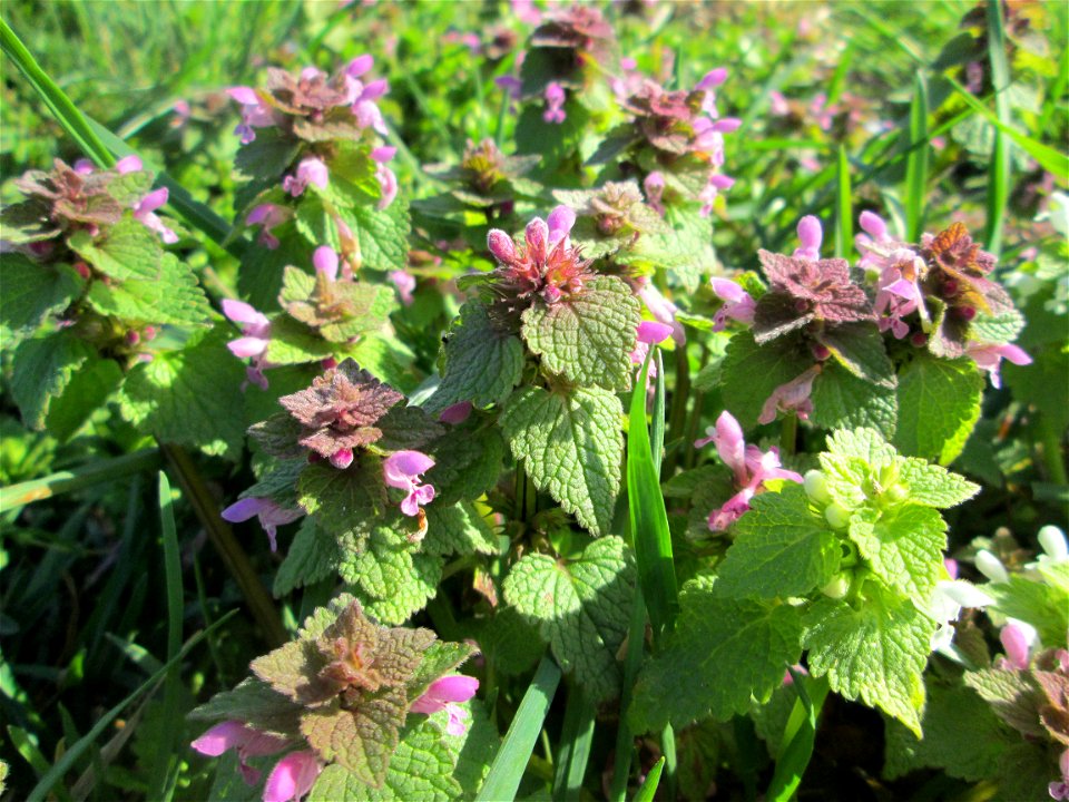 Purpurrote Taubnessel (Lamium purpureum) am Feldrand bei Oftersheim - diese Taubnessel blüht praktisch das ganze Jahr, aber im Frühling tritt sie besonders massiv auf