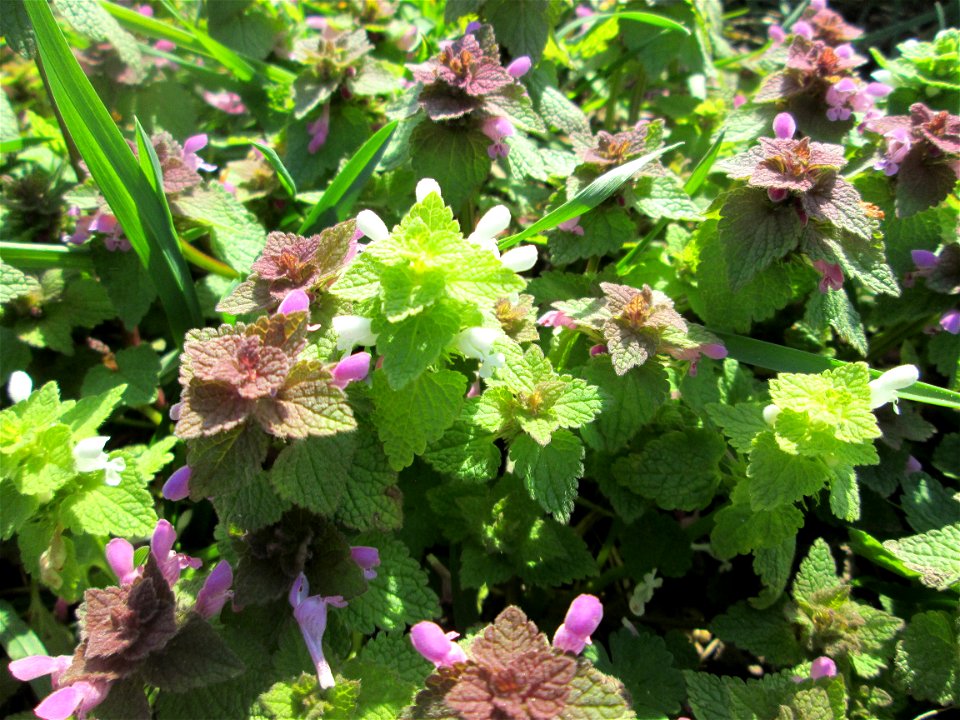 Purpurrote Taubnessel (Lamium purpureum) am Feldrand bei Oftersheim - diese Taubnessel blüht praktisch das ganze Jahr, aber im Frühling tritt sie besonders massiv auf