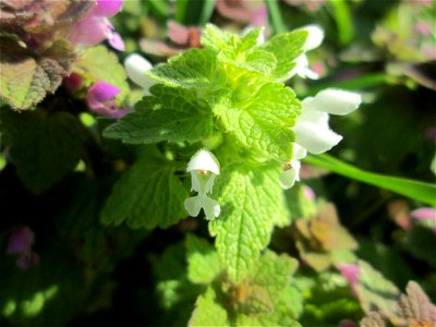 Weiß blühender Mutant der Purpurroten Taubnessel (Lamium purpureum) am Feldrand bei Oftersheim