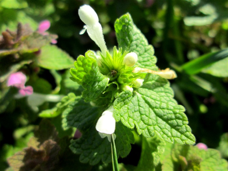 Weiß blühender Mutant der Purpurroten Taubnessel (Lamium purpureum) am Feldrand bei Oftersheim