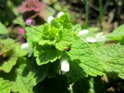 Weiß blühender Mutant der Purpurroten Taubnessel (Lamium purpureum) am Feldrand bei Oftersheim