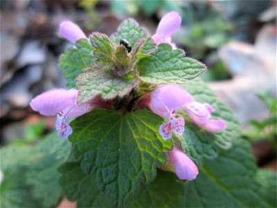 Purpurrote Taubnessel (Lamium purpureum) in der Schwetzinger Hardt