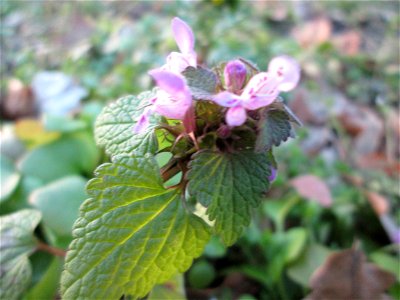 Purpurrote Taubnessel (Lamium purpureum) in der Schwetzinger Hardt