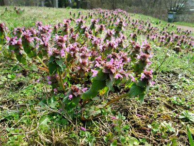 Purpurrote Taubnessel (Lamium purpureum) am Friedhof St. Johann in Saarbrücken