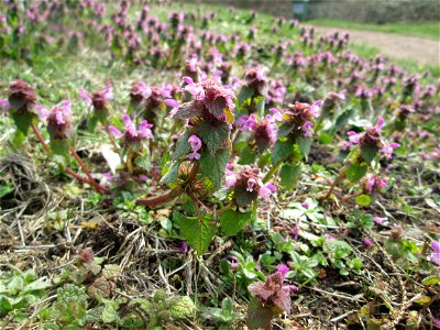Purpurrote Taubnessel (Lamium purpureum) am Friedhof St. Johann in Saarbrücken