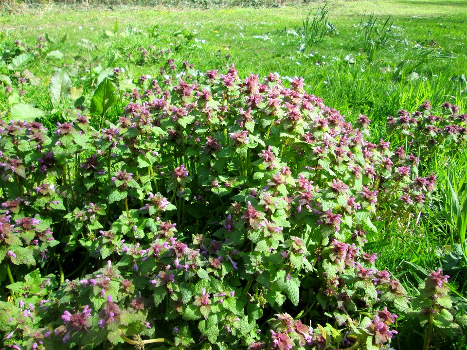 Purpurrote Taubnessel (Lamium purpureum) in der ehem. Bismarckanlage in Sankt Arnual