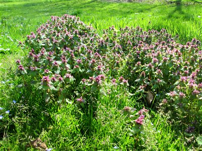 Purpurrote Taubnessel (Lamium purpureum) in der ehem. Bismarckanlage in Sankt Arnual