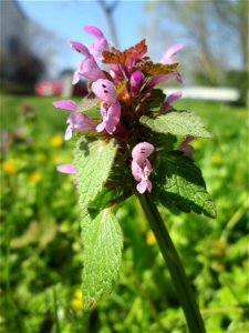 Purpurrote Taubnessel (Lamium purpureum) am Nußberg in Alt-Saarbrücken
