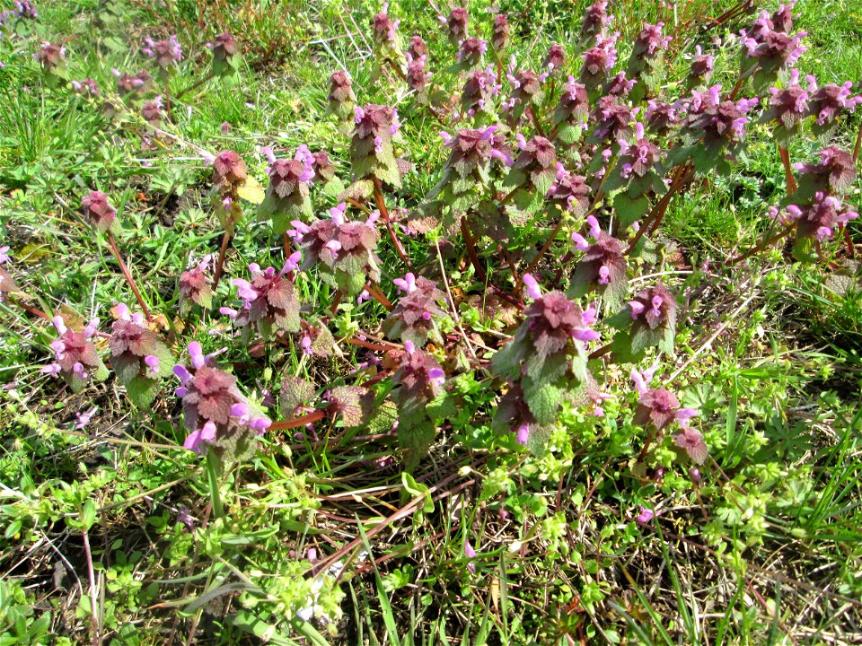 Purpurrote Taubnessel (Lamium purpureum) in Saarbrücken
