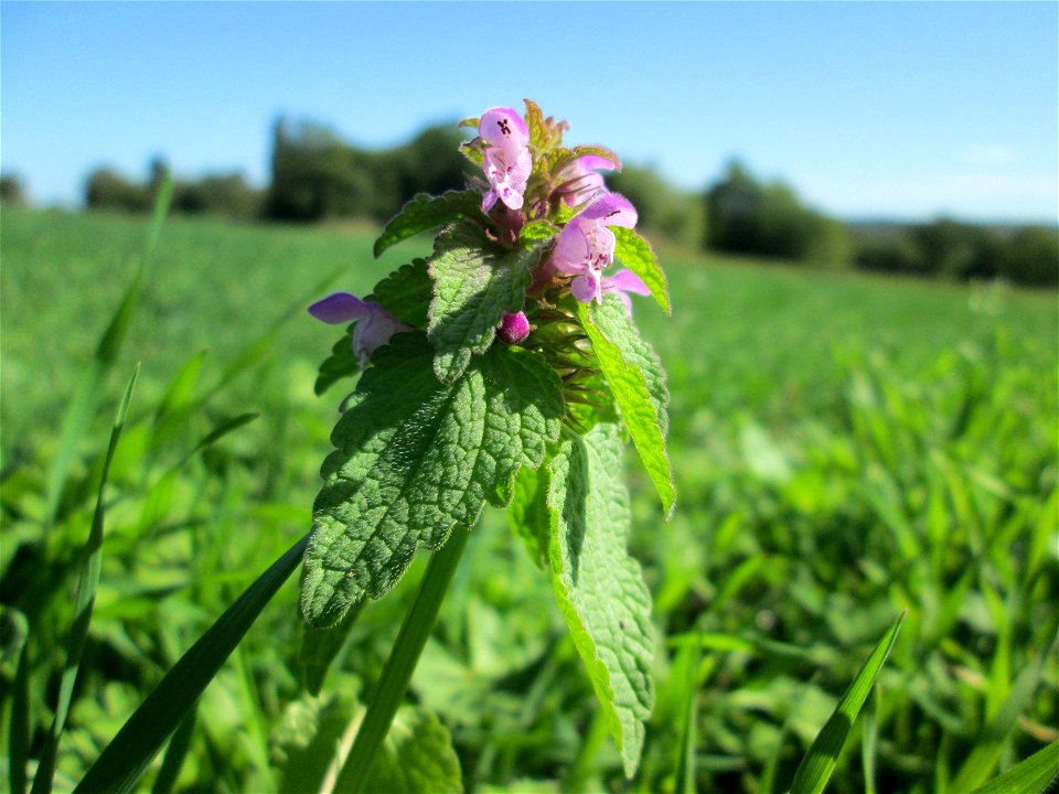 Purpurrote Taubnessel (Lamium purpureum) am Ackerrand in Bischmisheim