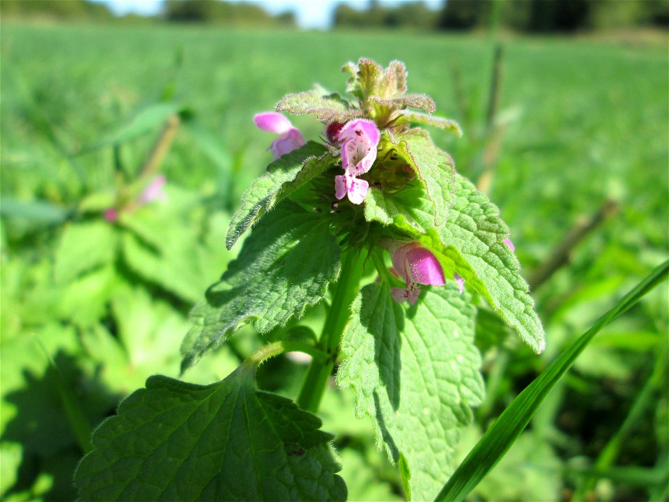 Purpurrote Taubnessel (Lamium purpureum) am Ackerrand in Bischmisheim