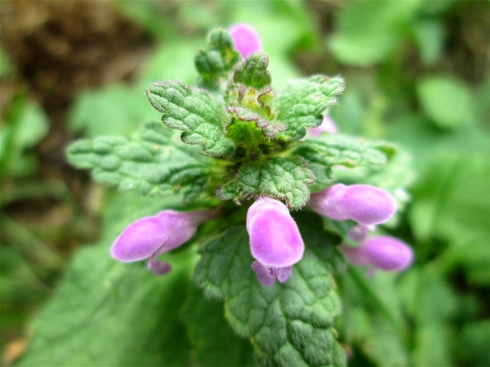 Purpurrote Taubnessel (Lamium purpureum) in Brebach