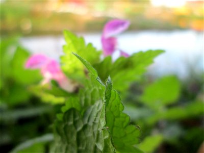 Gefleckte Taubnessel (Lamium maculatum) an der Güdinger Schleuse