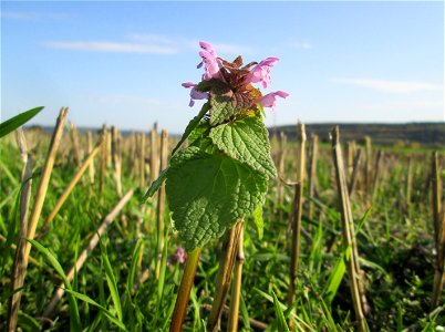 Purpurrote Taubnessel (Lamium purpureum) am Feldrand bei Spicheren