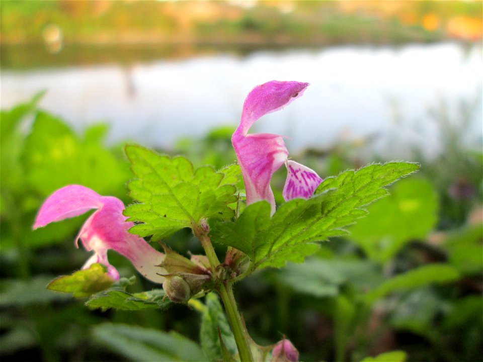 Gefleckte Taubnessel (Lamium maculatum) an der Güdinger Schleuse