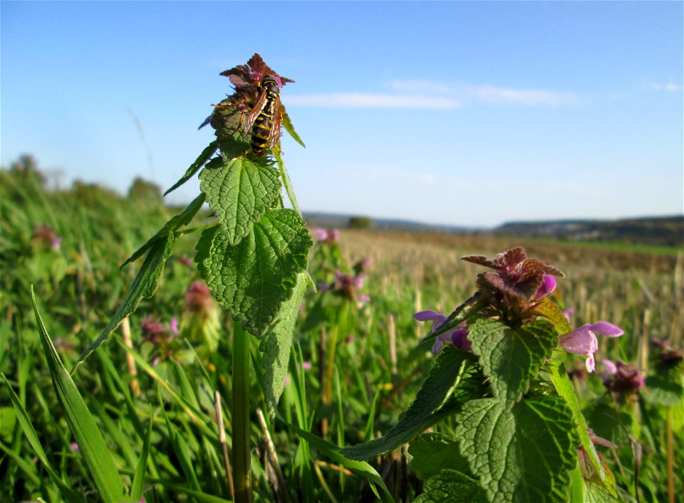 Purpurrote Taubnessel (Lamium purpureum) am Feldrand bei Spicheren