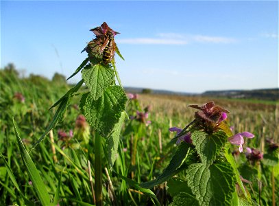 Purpurrote Taubnessel (Lamium purpureum) am Feldrand bei Spicheren