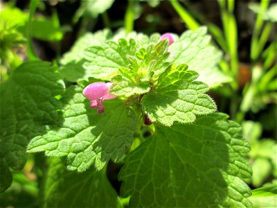 Purpurrote Taubnessel (Lamium purpureum) in Güdingen