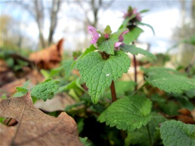 Purpurrote Taubnessel (Lamium purpureum) in der ehem. Bismarckanlage in Sankt Arnual