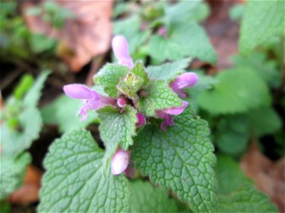 Purpurrote Taubnessel (Lamium purpureum) in der ehem. Bismarckanlage in Sankt Arnual