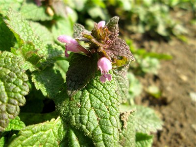 Purpurrote Taubnessel (Lamium purpureum) im Almet bei Sankt Arnual