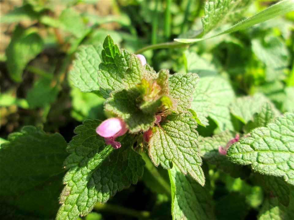 Purpurrote Taubnessel (Lamium purpureum) im Almet bei Sankt Arnual