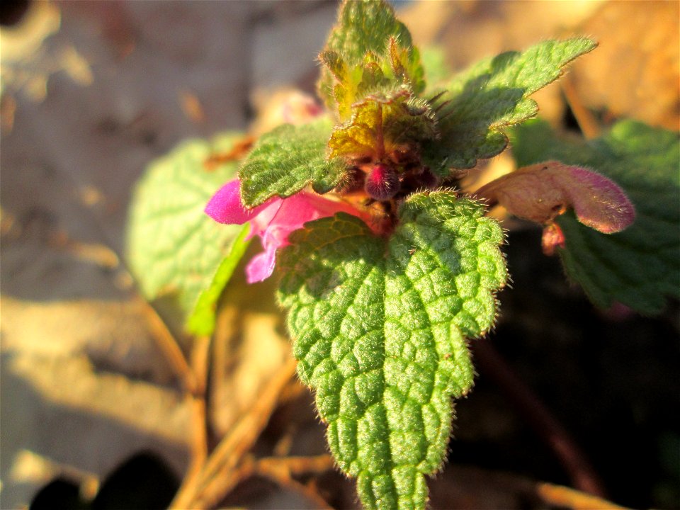 Purpurrote Taubnessel (Lamium purpureum) am Straßenrand in Brebach