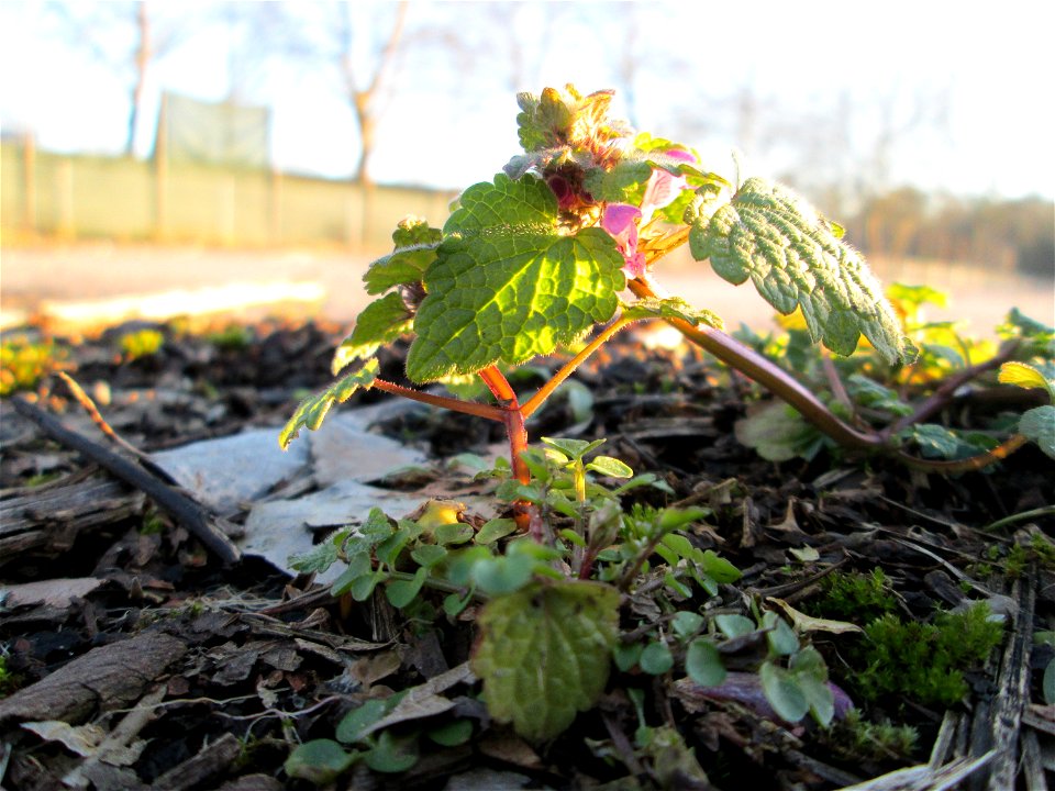 Purpurrote Taubnessel (Lamium purpureum) am Straßenrand in Brebach