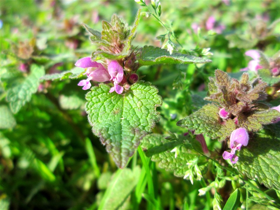 Purpurrote Taubnessel (Lamium purpureum) in der ehem. Bismarck-Anlage in Sankt Arnual