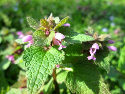 Purpurrote Taubnessel (Lamium purpureum) in der ehem. Bismarck-Anlage in Sankt Arnual