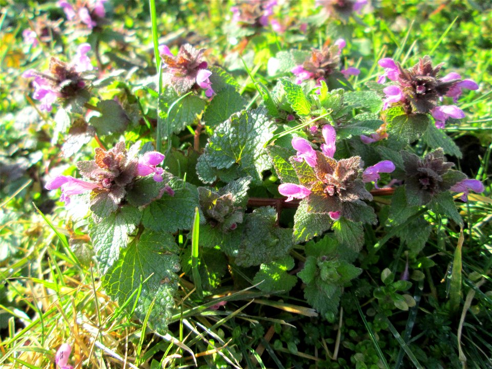 Purpurrote Taubnessel (Lamium purpureum) in Saarbrücken