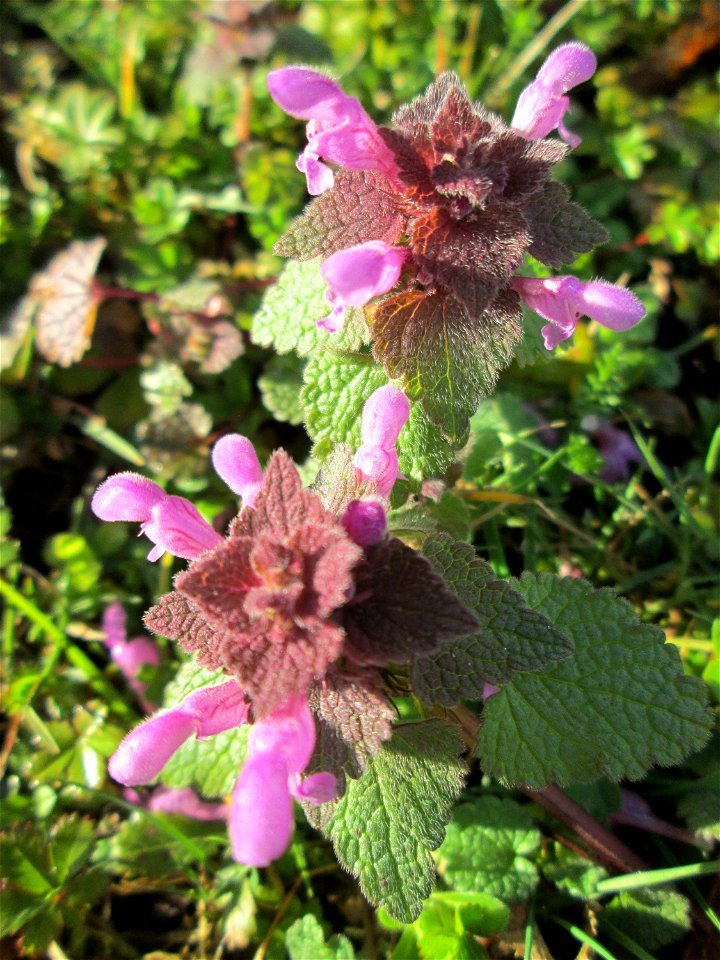 Purpurrote Taubnessel (Lamium purpureum) in Saarbrücken