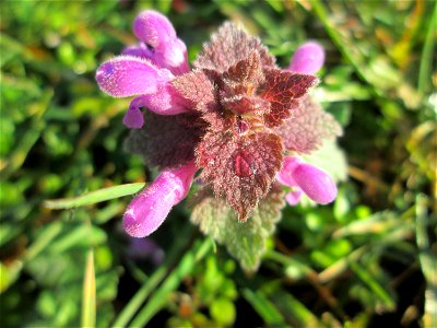Purpurrote Taubnessel (Lamium purpureum) in Saarbrücken