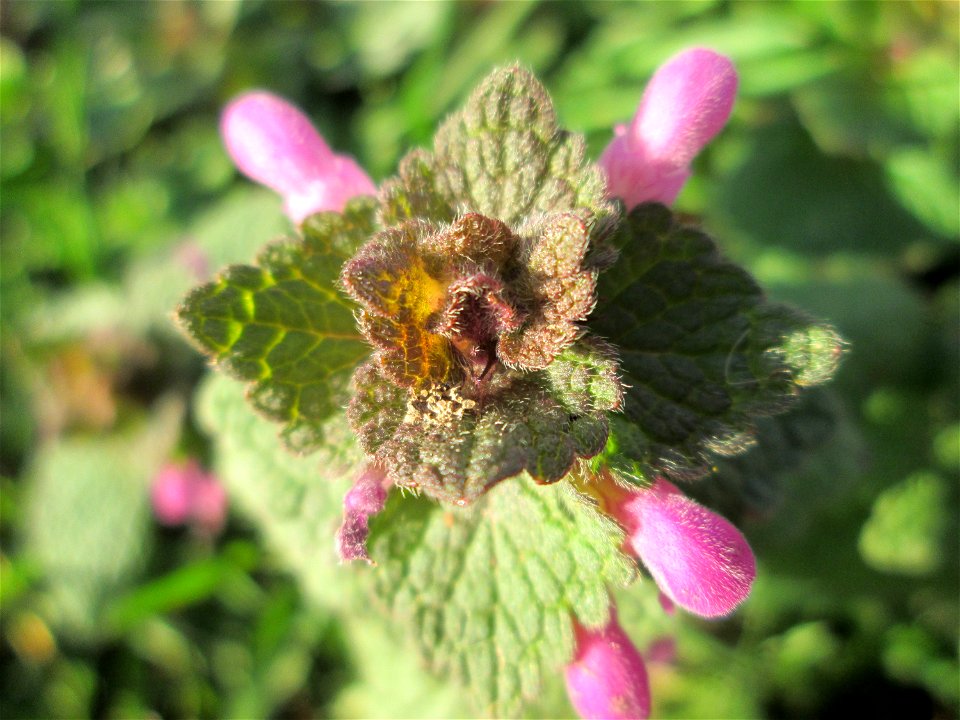 Purpurrote Taubnessel (Lamium purpureum) in Brebach