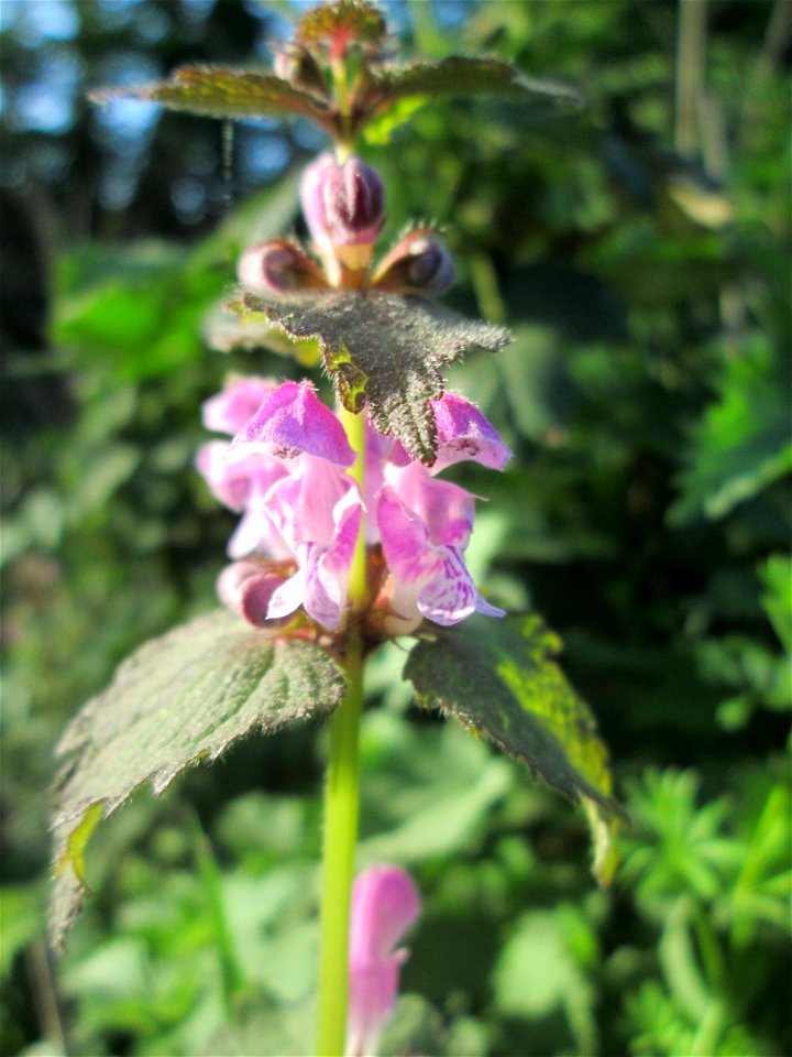 Gefleckte Taubnessel (Lamium maculatum) in Brebach