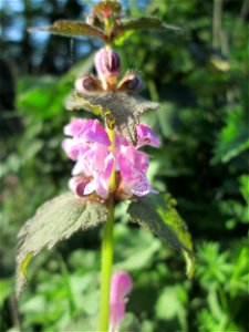 Gefleckte Taubnessel (Lamium maculatum) in Brebach