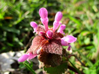 Purpurrote Taubnessel (Lamium purpureum) am Straßenrand in Brebach