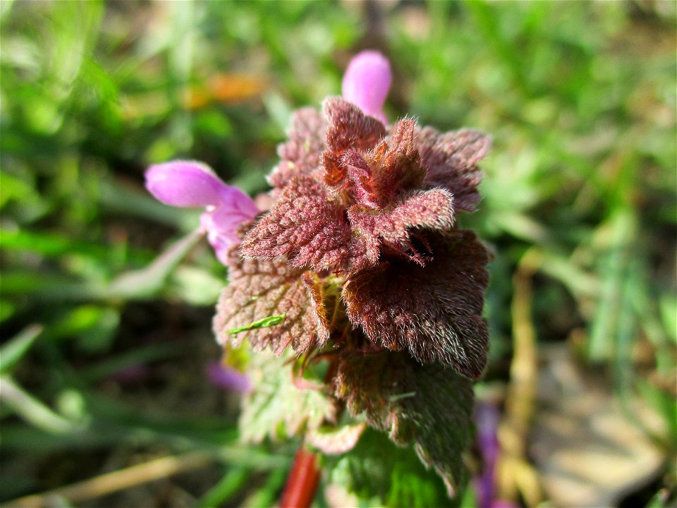 Purpurrote Taubnessel (Lamium purpureum) am Straßenrand in Brebach