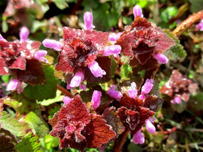 Purpurrote Taubnessel (Lamium purpureum) im Naturschutzgebiet "St. Arnualer Wiesen"