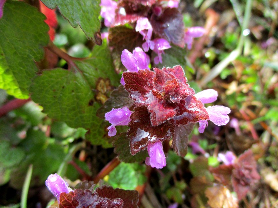 Purpurrote Taubnessel (Lamium purpureum) im Naturschutzgebiet "St. Arnualer Wiesen"