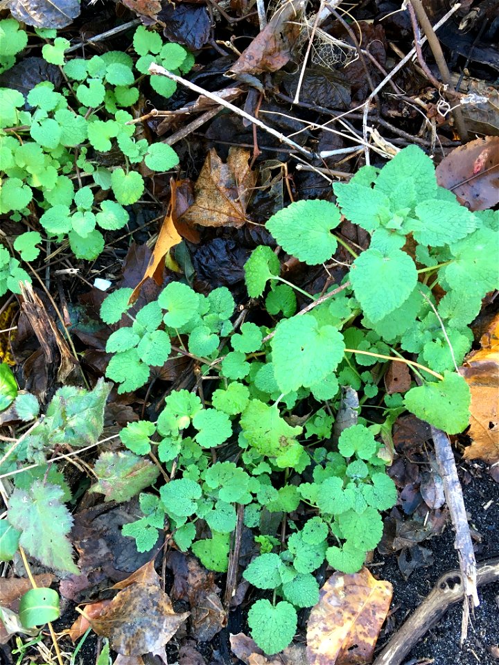 red deadnettle (Lamium purpureum)