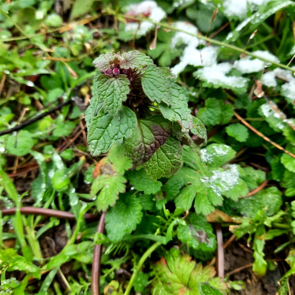red deadnettle (Lamium purpureum)