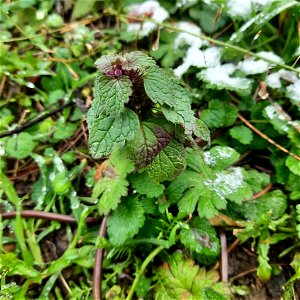 red deadnettle (Lamium purpureum)