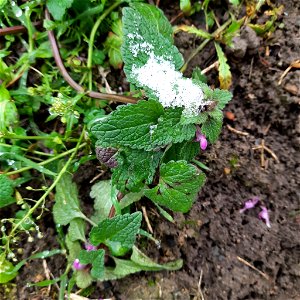 red deadnettle (Lamium purpureum)