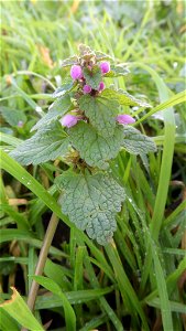red deadnettle (Lamium purpureum)