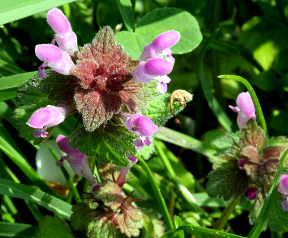 Flowering plant Lamium purpureum, east Bohemia, Czech Republic